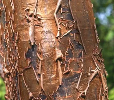 Acer griseum