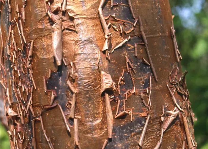 Acer griseum