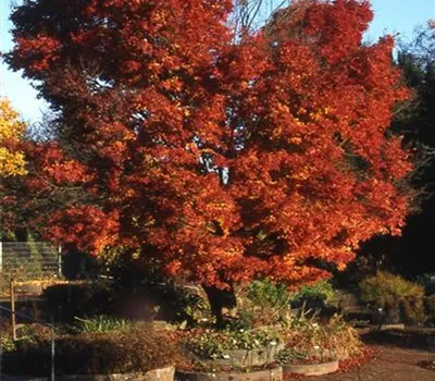 Acer palmatum Acer palmatum