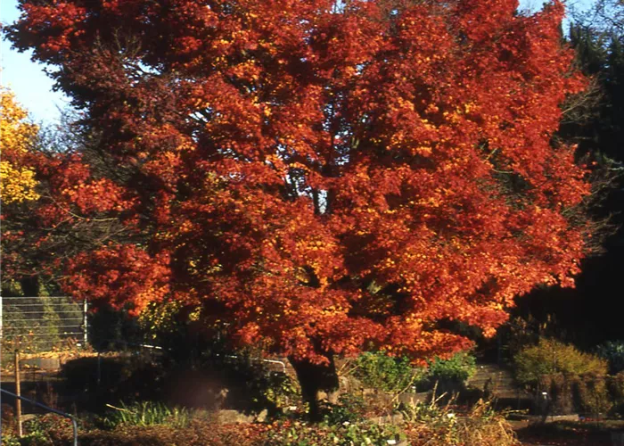 Acer palmatum Acer palmatum