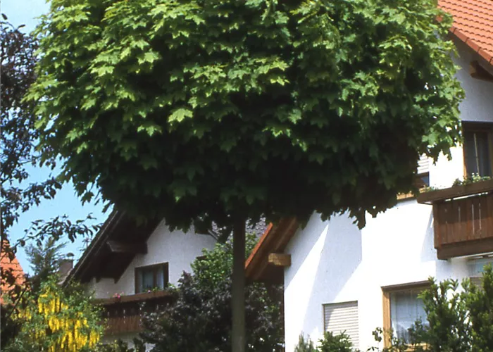 Acer platanoides 'Globosum' Acer platanoides 'Globosum'