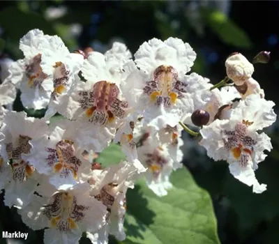 Catalpa bignonioides Catalpa bignonioides