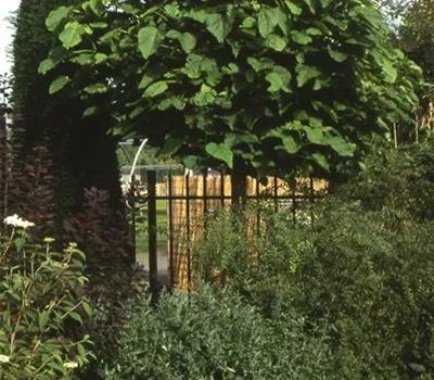 Catalpa bignonioides 'Nana' Catalpa bignonioides 'Nana'