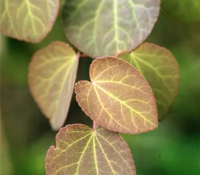 Cercidiphyllum japonicum Cercidiphyllum japonicum