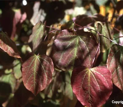 Cercis canadensis 'Forest Pansy'