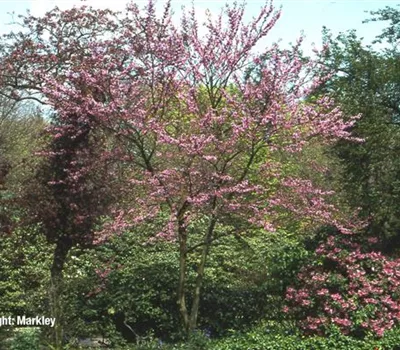 Cercis siliquastrum
