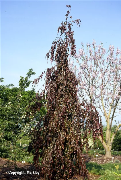 kaktus cereus Cereus peruvianus