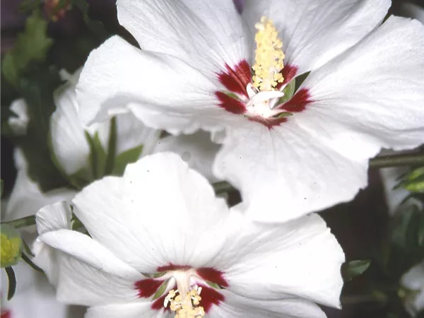 Hibiscus 'Red Heart' Hibiscus 'Red Heart'