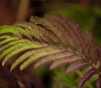 Albizia julibr.'Summer Chocolate' -S- Albizia julibr.'Summer Chocolate' -S-