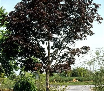 Acer platanoides 'Royal Red' Acer platanoides 'Royal Red'