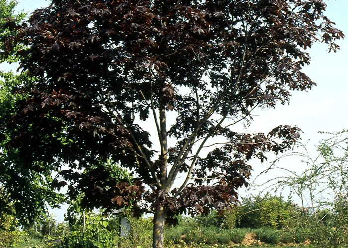 Acer platanoides 'Royal Red' Acer platanoides 'Royal Red'