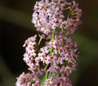 Buddleja 'Lochinch' Buddleja 'Lochinch'