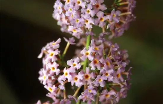 Buddleja 'Lochinch' Buddleja 'Lochinch'