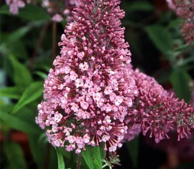 Buddleja 'Pink Delight'