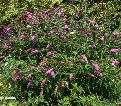 Buddleja 'Royal Red'