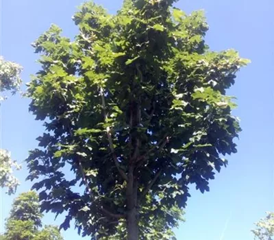 Acer campestre 'Lienco'