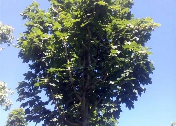 Acer campestre 'Lienco'