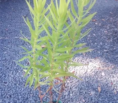 Aster novae-angliae 'Alma Pötschke' Aster novae-angliae 'Alma Pötschke'