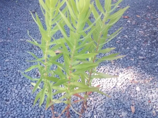 Aster novae-angliae 'Alma Pötschke'
