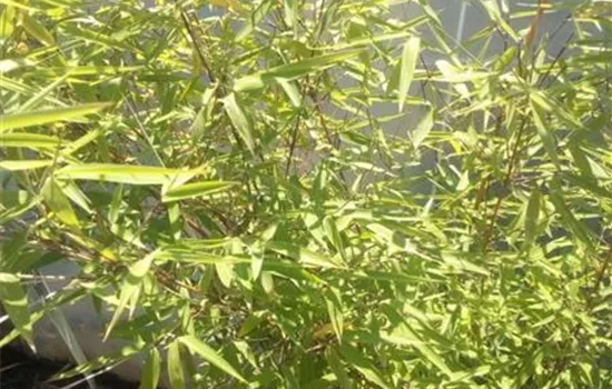 Fargesia Moontears, Bambus 'Moontears' - GartenBaumschule Fuhs