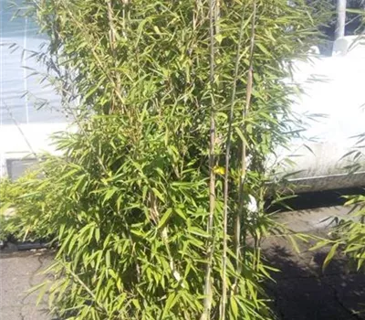 Fargesia murieliae 'Maasai' -S- Fargesia murieliae 'Maasai' -S-