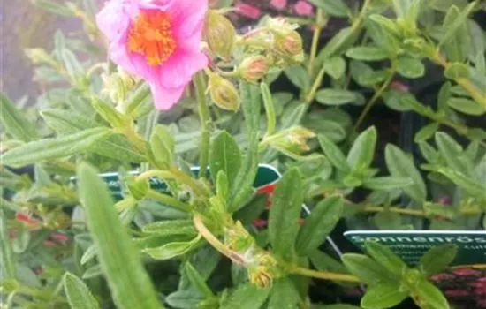 Helianthemum x cult.'Lawrensons Pink' Helianthemum x cult.'Lawrensons Pink'