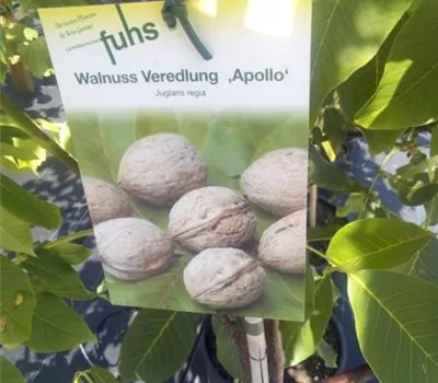 Juglans regia 'Apollo' Juglans regia 'Apollo'
