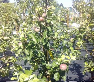 Malus 'Blauer Kölner' CAC Malus 'Blauer Kölner' CAC