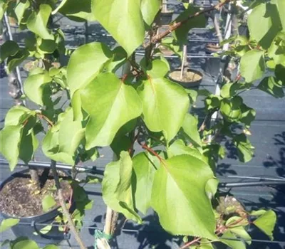 Prunus arm.'Ungarische Beste' CAC Prunus arm.'Ungarische Beste' CAC