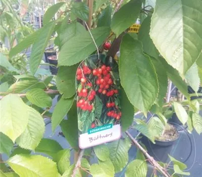 Prunus av.'Büttners Rt. Knorpelk' CAC Prunus av.'Büttners Rt. Knorpelk' CAC