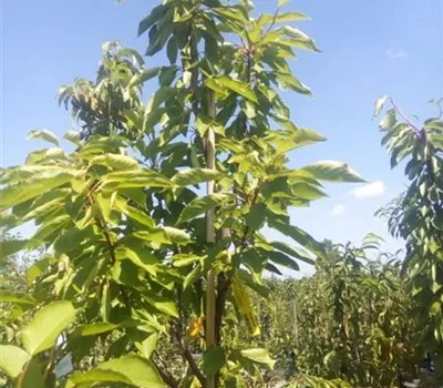 Prunus av.'Gr.Prinzessinkirsche' CAC Prunus av.'Gr.Prinzessinkirsche' CAC