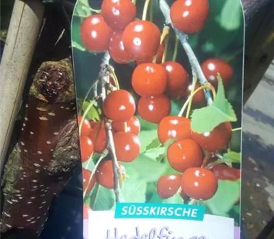 Prunus av.'Hedelfinger Riesenk.' CAC Prunus av.'Hedelfinger Riesenk.' CAC