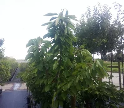 Prunus av.'Schn. Späte Knorpelkir.' CAC Prunus av.'Schn. Späte Knorpelkir.' CAC