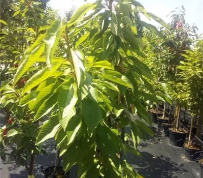 Prunus av.'Sunburst' CAC Prunus av.'Sunburst' CAC