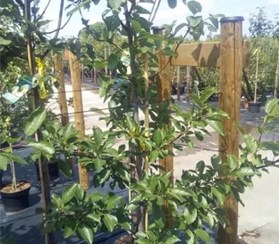 Prunus dom.'Ontario' CAC Prunus dom.'Ontario' CAC