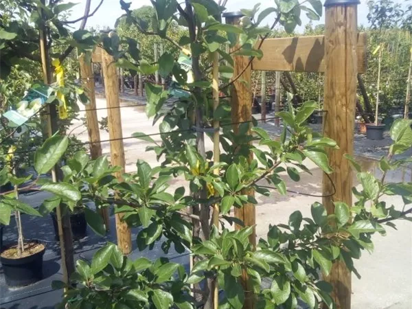 Prunus dom.'Ontario' CAC Prunus dom.'Ontario' CAC