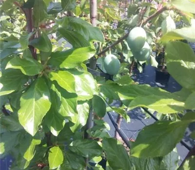 Prunus dom.'President' CAC Prunus dom.'President' CAC