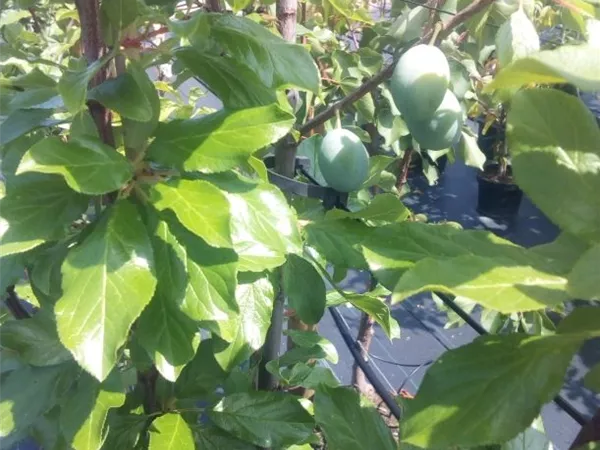 Prunus dom.'President' CAC Prunus dom.'President' CAC