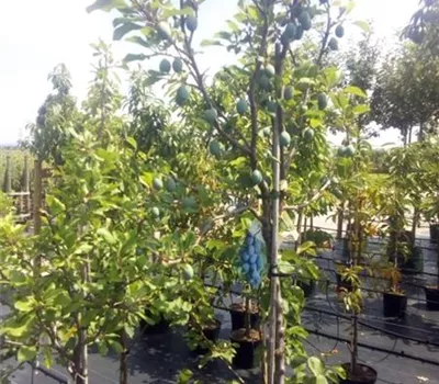 Prunus dom.'Topper' -S- CAC Prunus dom.'Topper' -S- CAC