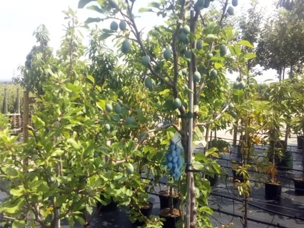 Prunus dom.'Topper' -S- CAC