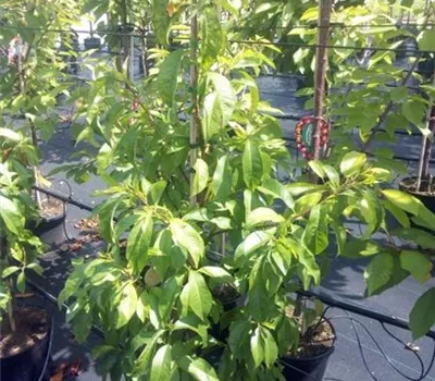 Prunus persica 'Sangiune de Savoie' Prunus persica 'Sangiune de Savoie'