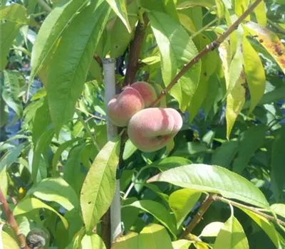 Prunus persica 'Saturne' CAC