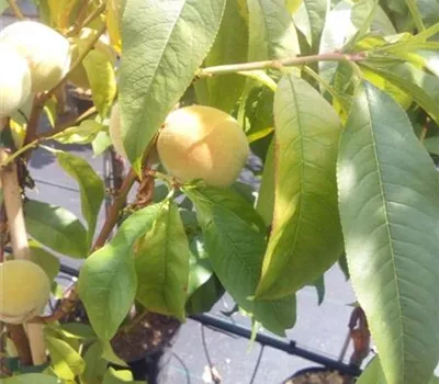 Prunus persica 'Suncrest' CAC Prunus persica 'Suncrest' CAC