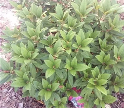 Rhododendron Hybr. i.S. INKARHO R Rhododendron Hybr. i.S. INKARHO R