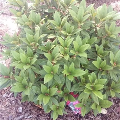 Rhododendron Hybr. i.S. INKARHO R