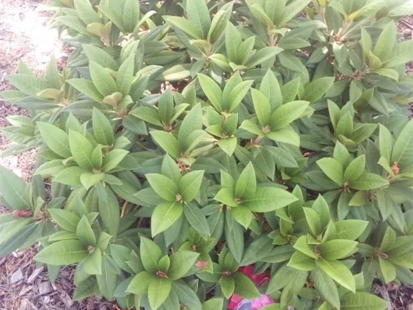 Rhododendron Hybr. i.S. INKARHO R Rhododendron Hybr. i.S. INKARHO R