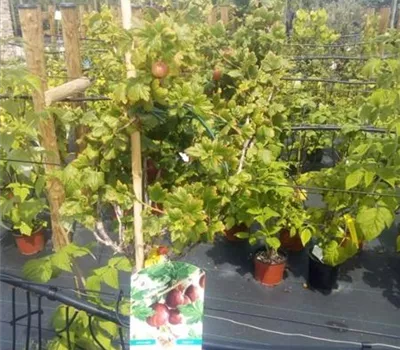 Ribes uva-crispa 'Captivator' CAC II