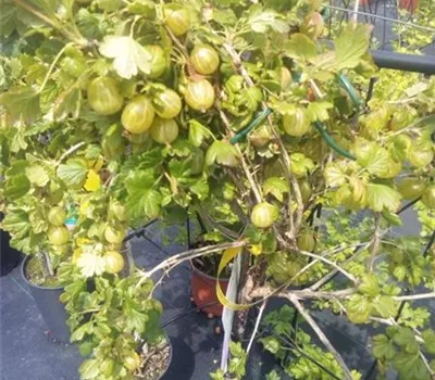 Ribes uva-crispa 'Hinnonmäki gelb' CAC II Ribes uva-crispa 'Hinnonmäki gelb' CAC II