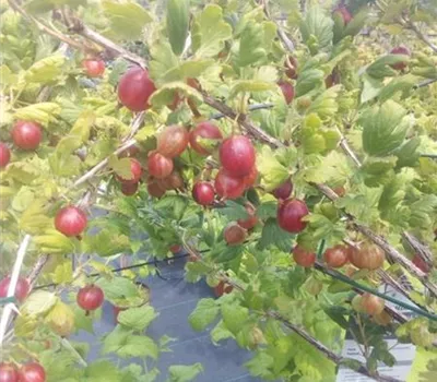 Ribes uva-crispa 'Hinnonmäki rot' CAC II