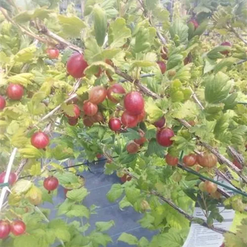 Ribes uva-crispa 'Hinnonmäki rot' CAC II